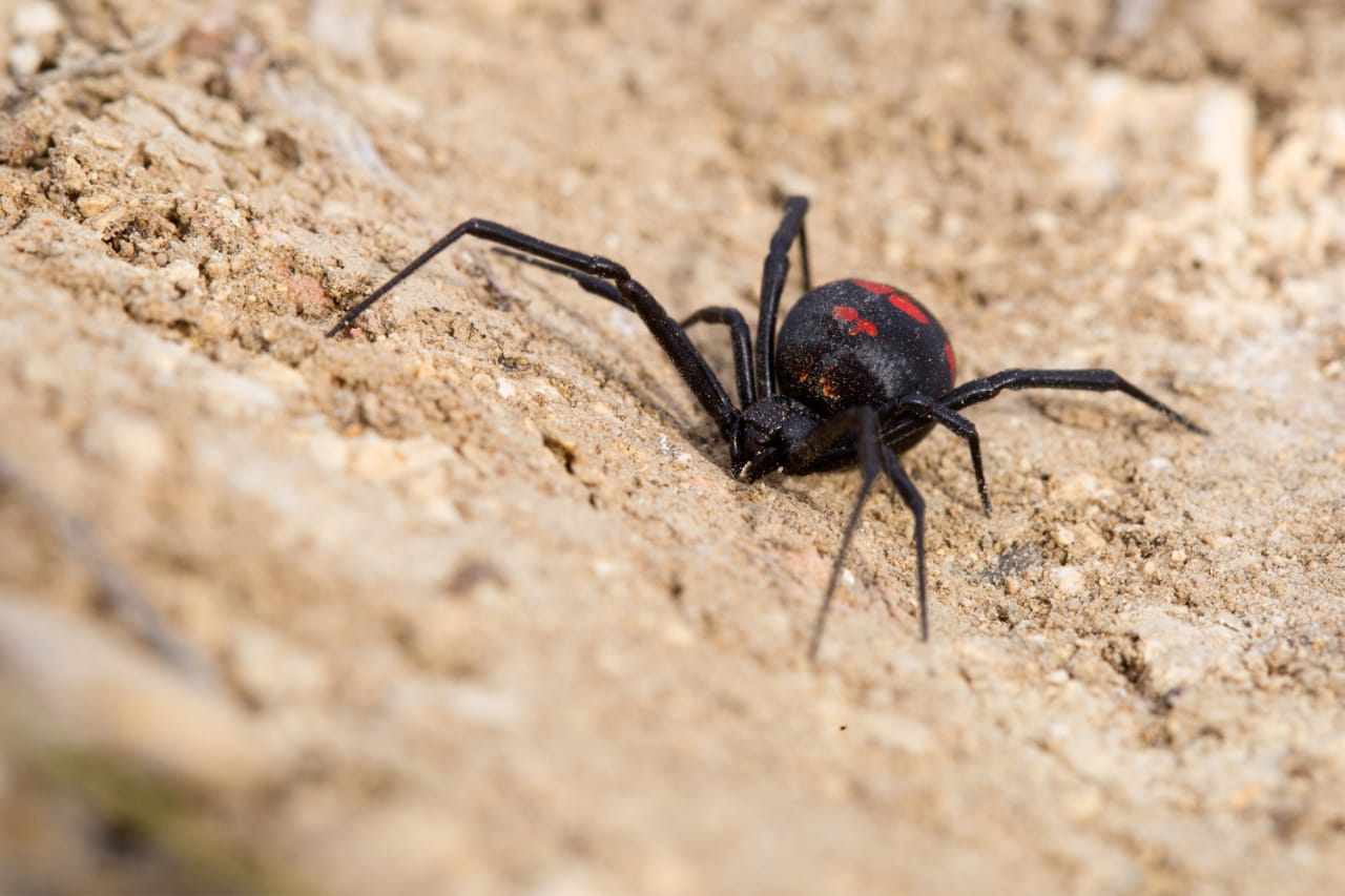 La coloración de la viuda negra es variable.  Hay casos que es negra sin manchas en el dorso. Foto: Ignacio Hernández