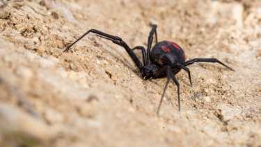 La coloración de la viuda negra es variable.  Hay casos que es negra sin manchas en el dorso. Foto: Ignacio Hernández