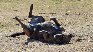 Pronóstico: se viene un martes inestable y caluroso en la región