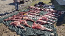 Imagen de Secuestraron media tonelada de carne de ciervo de caza ilegal en Junín