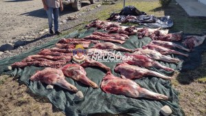 Secuestraron media tonelada de carne de ciervo de caza ilegal en Junín