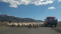 Imagen de Piden precaución al transitar en Neuquén por el regreso de crianceros a zonas de invernada
