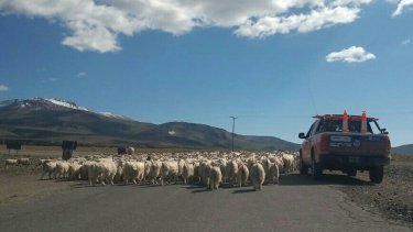 El traslado de los arreos dura semanas.  Piden no tocar bocina. Foto: Gentileza @SegVialNeuquen