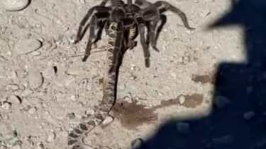 La imagen se captó en la zona de Desfiladero Bayo Este.  Foto: Captura de video