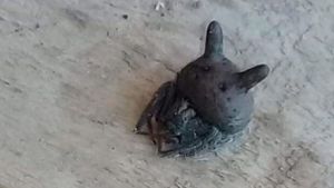 Santiago del Estero: apareció una extraña araña con cabeza de gato y asustó a una ciudad