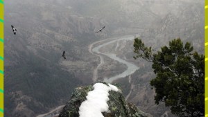 Cómo fue la “antropausa”:  la naturaleza descansó de los humanos por el confinamiento