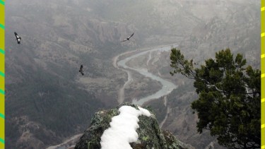 Aves en libertad. El estudio desarrollado por investigadores del Conicet y Universidad Nacional del Comahue evaluó cuál fue el impacto del confimamiento masivo en el hábitat aéreo. Se encontró que se redujeron las colisiones de aviones contra las aves. Ahora, los investigadores hacen un llamado a las autoridades para que la recuperación económica del país tenga en cuenta la importancia de conservar la biodiversidad. 