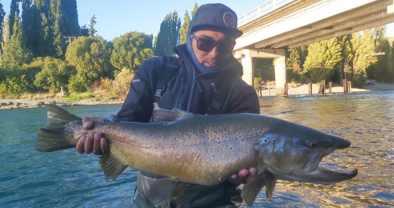 El domingo pasado, cerca del puente, Diego "Chino Valdebenito pescó esta fenomenal trucha marrón en el Limay Superior.