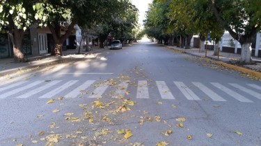 El arbolado urbano fue declarado bien público municipal y se multará a quienes talen plantas. 