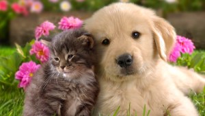 Flores de Bach en animales