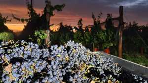 Viñedo de los Vientos ya disfruta su séptima cosecha en Cutral Co