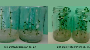 Foto comparativa de los efectos de esta cepa de la bacteria estudiada por las investigadoras del Conicet.