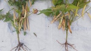 Diversificación y calidad nutricional para el Valle Inferior