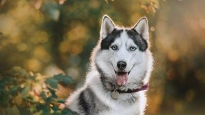 Pronóstico: así estará el tiempo este martes en la región