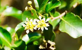 Vacuna contra covid usa sustancia clave de un «árbol mapuche»