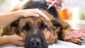 Perros grandes: cuidado con la torsión gástrica