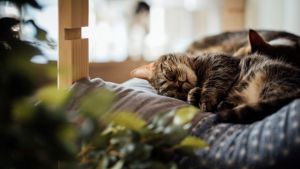 Pronóstico: se mantienen las tormentas en la región este miércoles