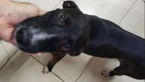 Video | "Llegó y mostró su pata": el perro callejero herido que ingresó solo a una veterinaria