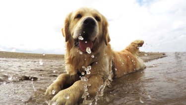 Acordáte que podés seguir mandando las fotos de tus mascotas a nuestras redes sociales.-