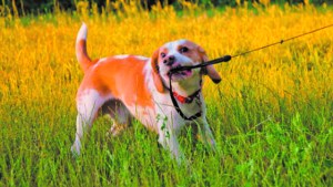 Cómo abordar los problemas de conducta en los perros