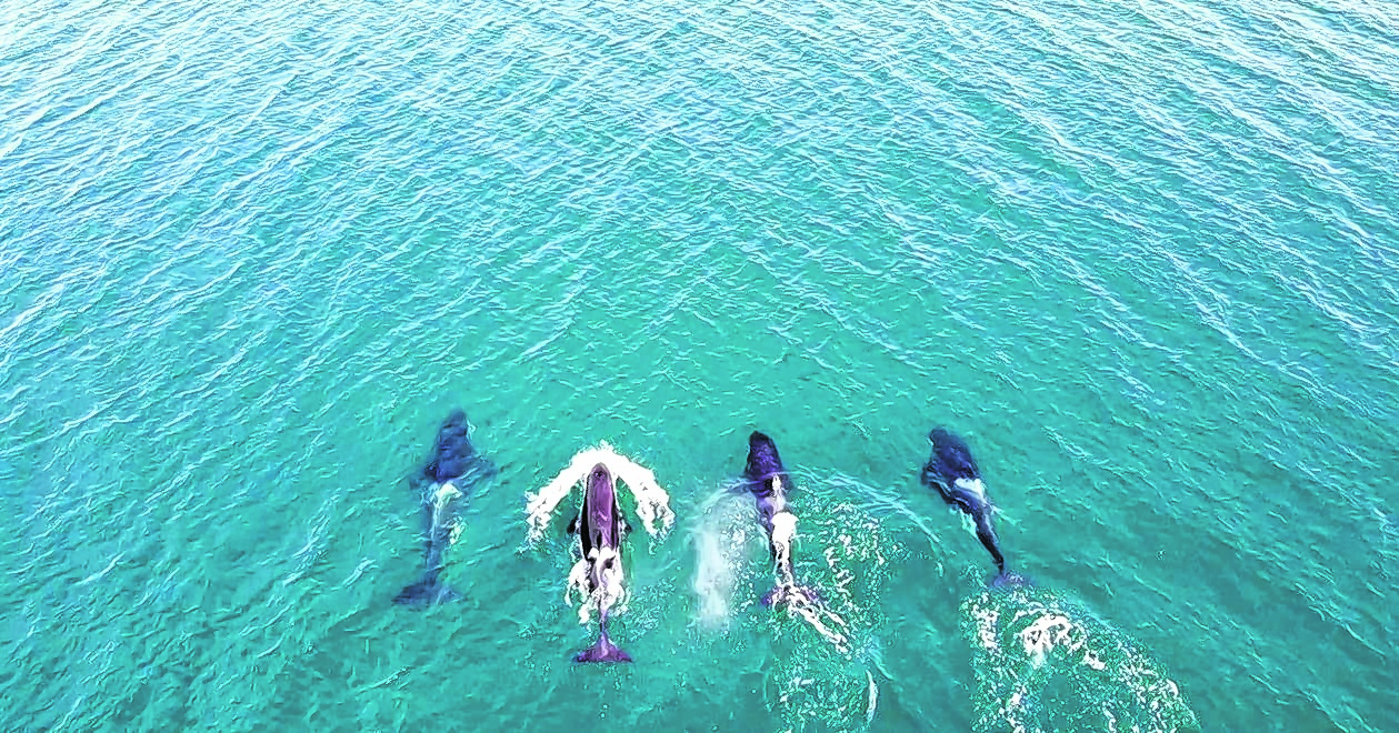 En el video que Nicolás Cetra grabó, se ven cuatro orcas que nadaban de manera sincronizada.