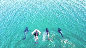 «No es usual ver a las orcas en acción»: sorpresa en Las Grutas