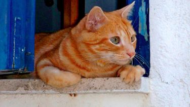 Si no estás muy seguro sobre qué ponerte para salir, mirá por la ventana.-