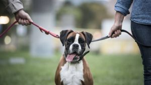 España debatirá ley que permite custodia compartida de mascotas en caso de divorcio