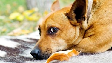 Dan ganas de hacer fiaca hoy, pero el día promete. ¡No te duermas!