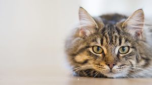 Pronóstico: se viene un jueves bien otoñal y con nubosidad en la región