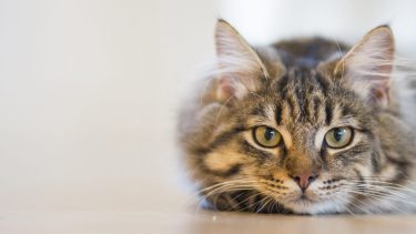Quizás un café caliente nos ayude a salir de la cama hoy, con ganas de terminar la semana.-