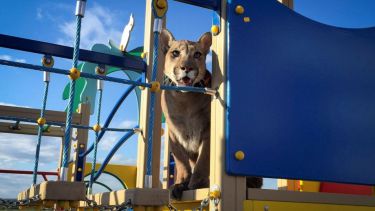 Messi, un puma de dos años y ocho meses, la mascota de la familia de María y Aleksandr Dmitriev, observa un parque infantil en la ciudad de Penza, Rusia. Foto: Sudipto Ganguly para Reuters.-
