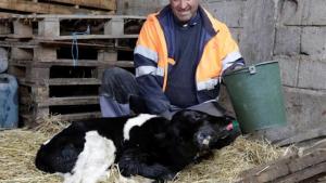 Nació un ternero con dos cabezas y su imagen recorre el mundo