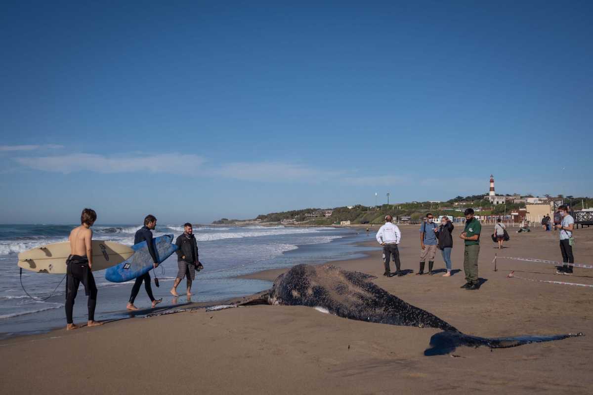 Hallaron una ballena muerta en Mar del Plata. Foto: Télam 
