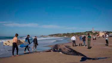 Hallaron una ballena muerta en Mar del Plata. Foto: Télam 