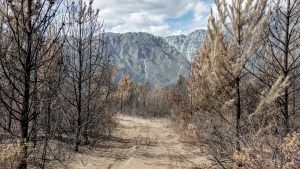 ¿Qué hacer luego de los incendios?