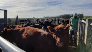 Con gran expectativa comienza la 1° Feria de Animales en Valcheta