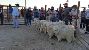 La 1° Feria Ovina, Caprina y Bovina, dejó un saldo muy positivo en Valcheta
