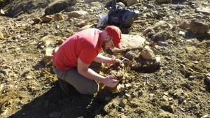 Hallan troncos petrificados que revelan la vegetación exuberante que rodeó a los grandes dinosaurios