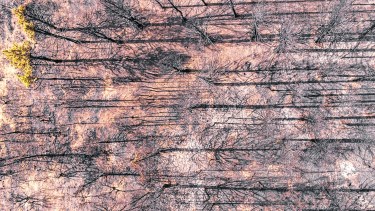 Manejo de bosques: ¿política de Estado o más incendios?