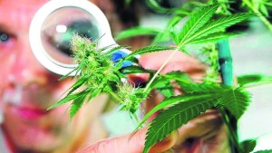 Regulación de la marihuana: tan incompleta como necesaria