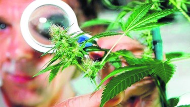 Regulación de la marihuana: tan incompleta como necesaria