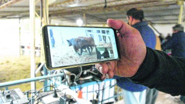 Los remates virtuales comenzaron a implementarse por los protocolos de distanciamiento de la pandemia. 