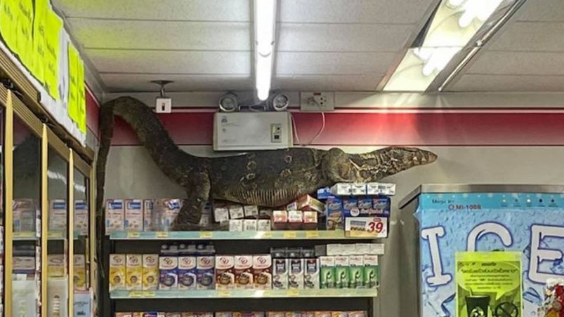 Un lagarto gigante trepó los estantes de un supermercado.