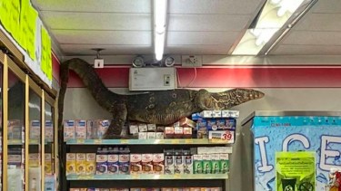 Un lagarto gigante trepó los estantes de un supermercado.