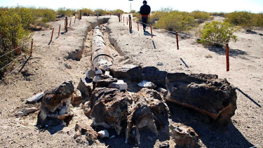 El bosque petrificado, un atractivo impresionante ubicado en Valcheta, donde circulan varias leyendas.