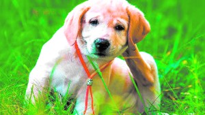 Las garrapatas: por qué son tan peligrosas para animales y qué debemos hacer