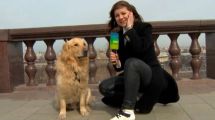 Imagen de Un perro le robó el micrófono a una periodista que transmitía desde la calle