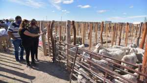 Ventas por 2,5 millones de pesos en la Feria de Animales de Valcheta