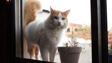 No te olvides de abrir las ventanas para ventilar y disfrutar de este día. Foto: Florencia Salto.-